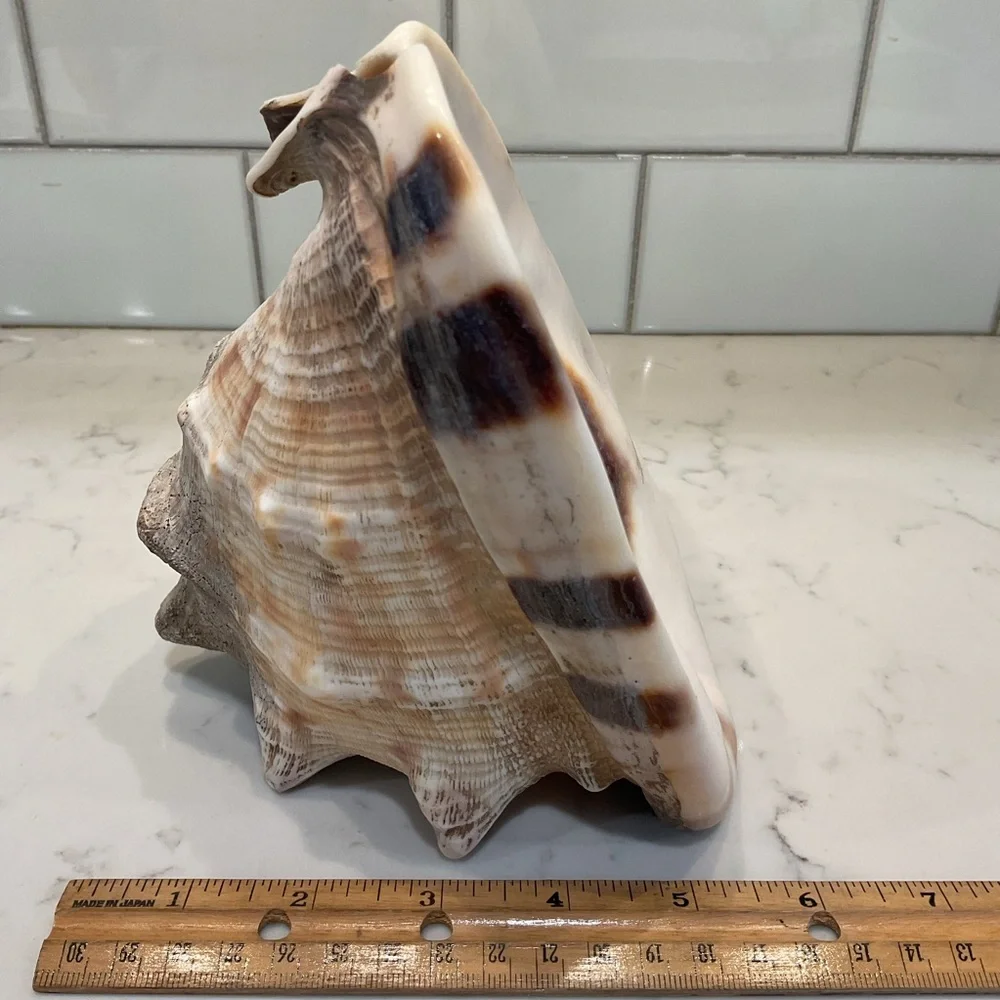 Natural Shell Home Accent Decor - Picture 5 of 8